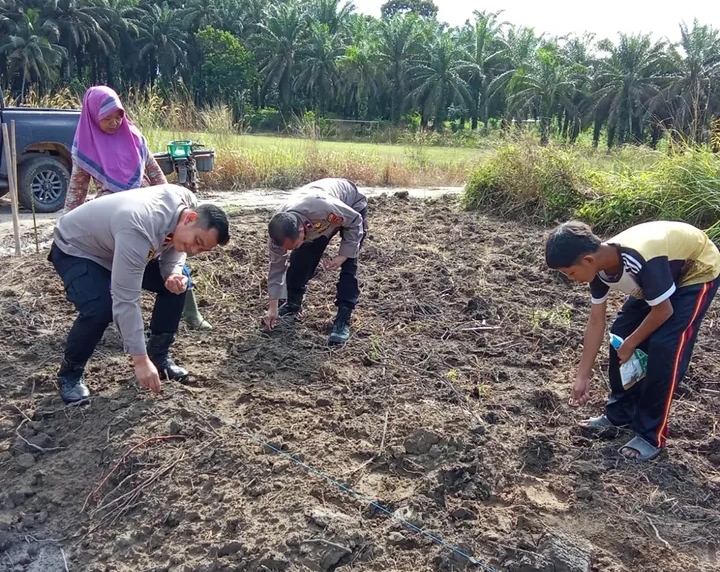 Dukung Ketahanan Pangan Nasional, Polsek Bahar Selatan Laksanakan Penanaman Jagung 1 Hektare