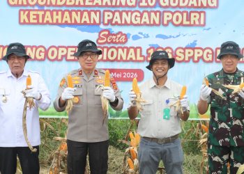 Pemkab Muaro Jambi Bersama PT. Brahma Binabakti Panen Jagung Serentak