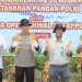 Pemkab Muaro Jambi Bersama PT. Brahma Binabakti Panen Jagung Serentak