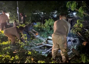 Brimob Polda Jambi Sigap Evakuasi Pohon Tumbang, Arus Lalu Lintas di Jalan Lintas Palembang Kembali Lancar