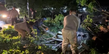 Brimob Polda Jambi Sigap Evakuasi Pohon Tumbang, Arus Lalu Lintas di Jalan Lintas Palembang Kembali Lancar