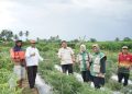 Dorong Penguatan Ketahanan Pangan, Wakil Ketua DPRD Kota Jambi, Muhammad Yasir Tinjau Panen Raya Jagung di Paal Lima