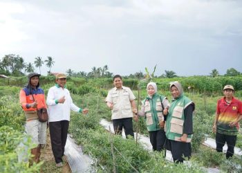 Dorong Penguatan Ketahanan Pangan, Wakil Ketua DPRD Kota Jambi, Muhammad Yasir Tinjau Panen Raya Jagung di Paal Lima