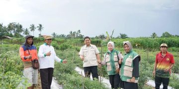 Dorong Penguatan Ketahanan Pangan, Wakil Ketua DPRD Kota Jambi, Muhammad Yasir Tinjau Panen Raya Jagung di Paal Lima