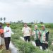 Dorong Penguatan Ketahanan Pangan, Wakil Ketua DPRD Kota Jambi, Muhammad Yasir Tinjau Panen Raya Jagung di Paal Lima