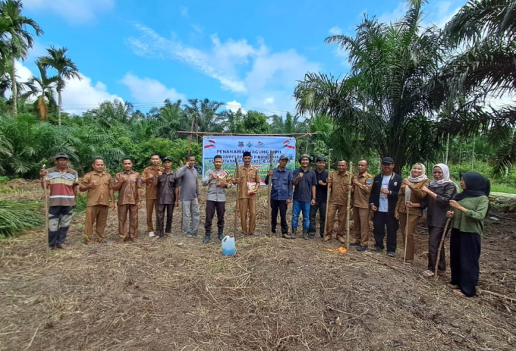 Bhabinkamtibmas Desa Dataran Pinang Bersama Warga Tanam Jagung Dukung Ketahanan Pangan