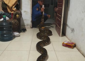 Bupati Tanjab Barat Hadiri Rapat Paripurna Hari Jadi ke-80 Kota Jambi, Teken MOU Kerjasama Antardaerah
