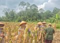 Kapolsek Mestong AKP Hengky Lesmana SH Menggelar Panen Jagung Satu Desa Satu Hektar Desa Ibru