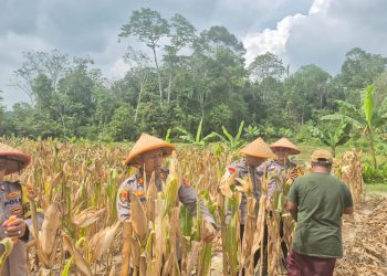 Kapolsek Mestong AKP Hengky Lesmana SH Menggelar Panen Jagung Satu Desa Satu Hektar Desa Ibru