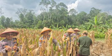 Kapolsek Mestong AKP Hengky Lesmana SH Menggelar Panen Jagung Satu Desa Satu Hektar Desa Ibru