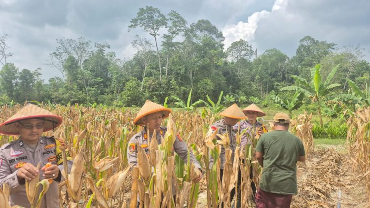 Kapolsek Mestong AKP Hengky Lesmana SH Menggelar Panen Jagung Satu Desa Satu Hektar Desa Ibru