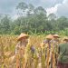Kapolsek Mestong AKP Hengky Lesmana SH Menggelar Panen Jagung Satu Desa Satu Hektar Desa Ibru