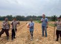 Kapolsek Tungkal Ulu Bersama Pemdes Sri Agung dan Kelompok Tani Tanam Jagung Hibrida Dukung Ketahanan Pangan 2026 di Tanjab Barat