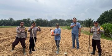 Kapolsek Tungkal Ulu Bersama Pemdes Sri Agung dan Kelompok Tani Tanam Jagung Hibrida Dukung Ketahanan Pangan 2026 di Tanjab Barat