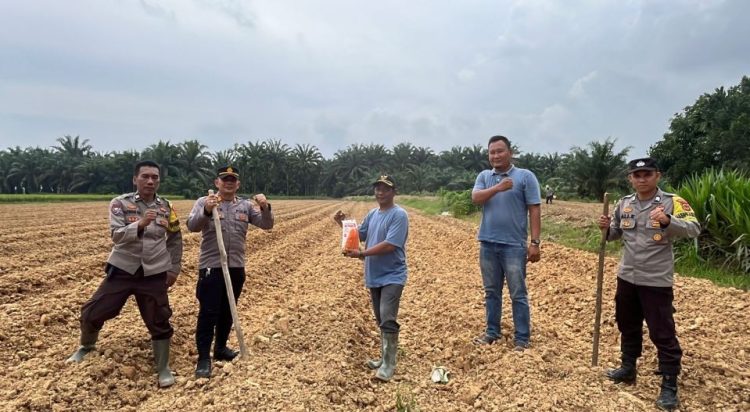 Kapolsek Tungkal Ulu Bersama Pemdes Sri Agung dan Kelompok Tani Tanam Jagung Hibrida Dukung Ketahanan Pangan 2026 di Tanjab Barat