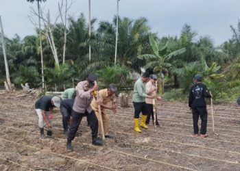 Polsek Tungkal Ilir Dukung Ketahanan Pangan, Laksanakan Penanaman Jagung Hibrida di Bram Itam Kanan