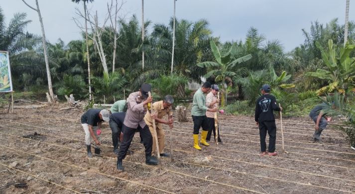 Polsek Tungkal Ilir Dukung Ketahanan Pangan, Laksanakan Penanaman Jagung Hibrida di Bram Itam Kanan