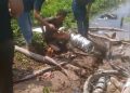 Terciduk Curi Kabel Tanam di Area Kebun Tanjung Sari, Pria Ini Diamankan Polisi