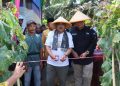 Bupati dan Wakil Bupati Panen Raya Melon di Kuala Dasal, Dorong Desa Menjadi Sentra Hortikultura Unggulan