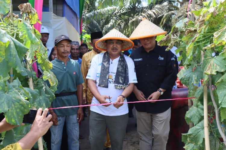 Bupati dan Wakil Bupati Panen Raya Melon di Kuala Dasal, Dorong Desa Menjadi Sentra Hortikultura Unggulan