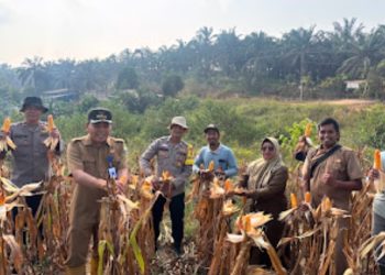 Polsek Bahar Selatan Bersama Perangkat Desa Melaksanakan Panen Jagung Hibrida di Desa Tanjung Sari