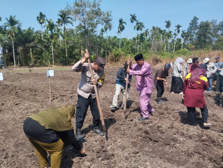 Dukung Ketahanan Pangan Nasional, Polsek Tungkal Ilir Dampingi Penanaman Jagung di Bram Itam Raya