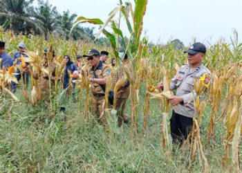 Dukung Ketahanan Pangan, Bhabinkamtibmas Polsek Tebing Tinggi Dampingi Panen Jagung