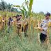 Dukung Ketahanan Pangan, Bhabinkamtibmas Polsek Tebing Tinggi Dampingi Panen Jagung