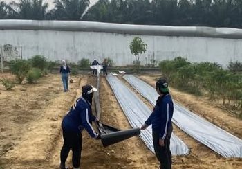 Lapas Perempuan Kelas IIB Jambi Manfaatkan Plastik Mulsa untuk Tingkatkan Produktivitas Lahan Pertanian