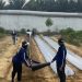 Lapas Perempuan Kelas IIB Jambi Manfaatkan Plastik Mulsa untuk Tingkatkan Produktivitas Lahan Pertanian